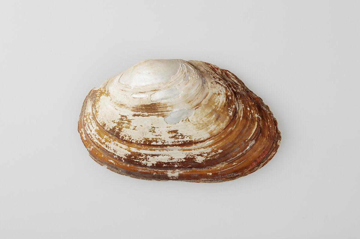 Clam shell possibly used for ink, Shell