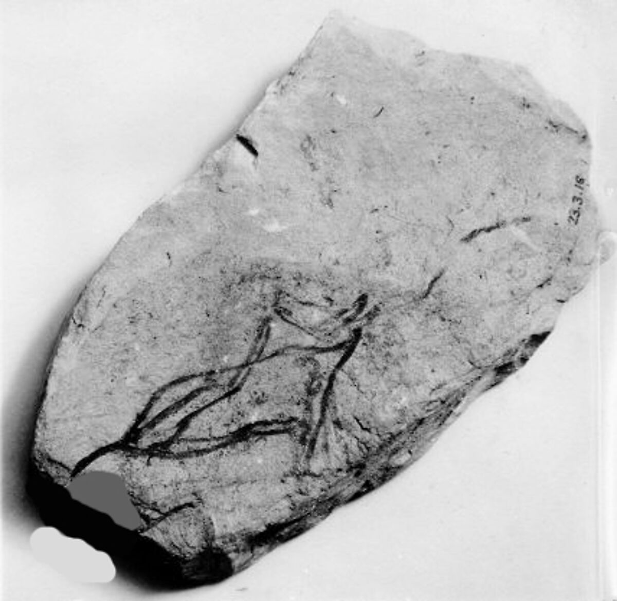 Ostracon, Limestone, ink 