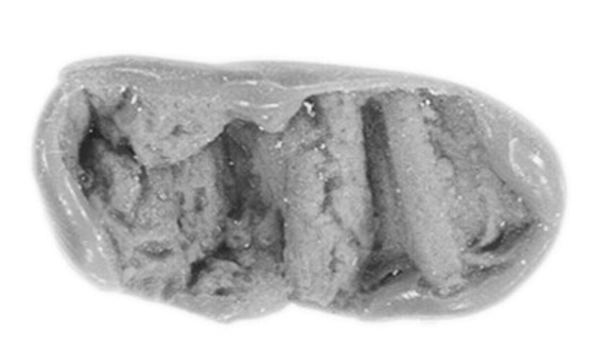 Sealing, Mud