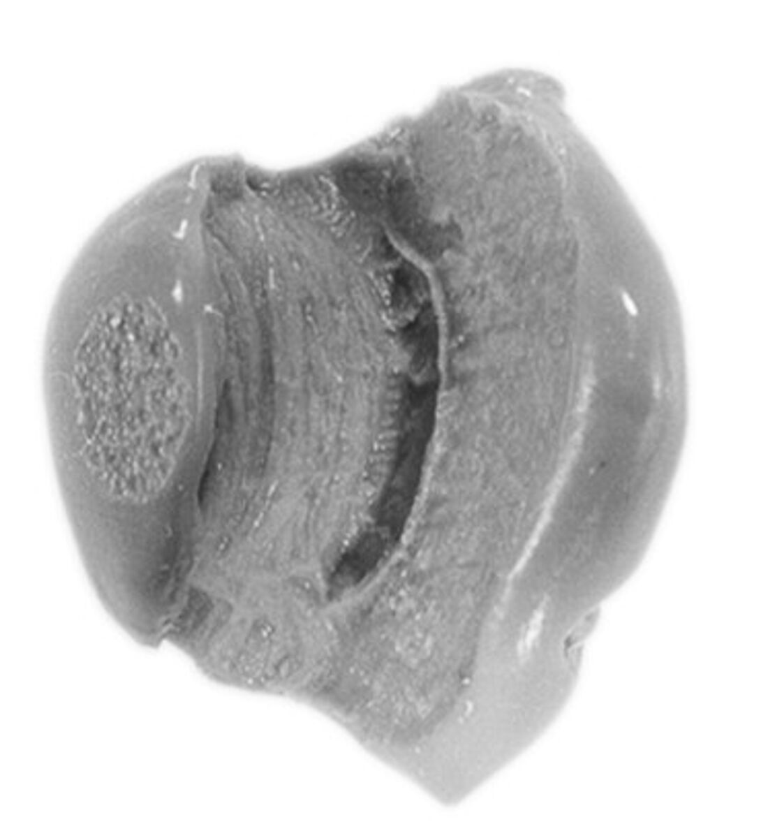 Sealing, Mud