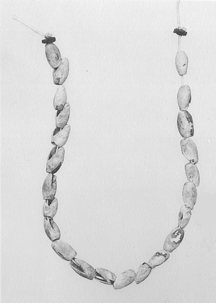 String of Ancillaria shells, Shell