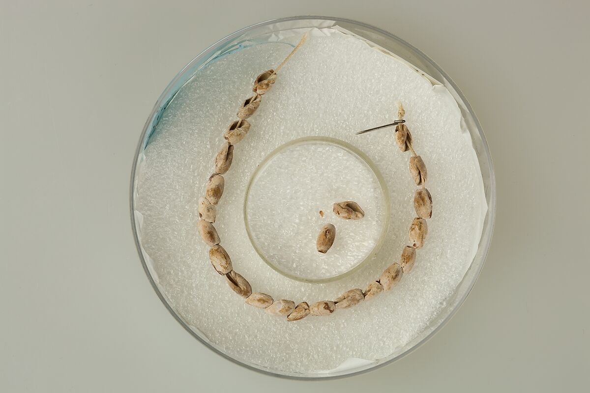 String of Ancillaria shells, Shell 