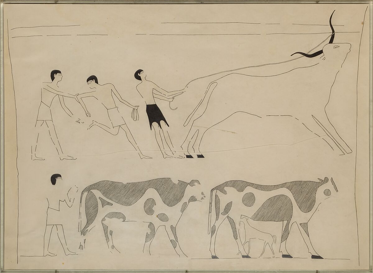 Men Roping a Bull and Driving Cattle, Tomb of Djari, Unknown Copyist [member of the MMA Egyptian Expedition], Ink on Paper 