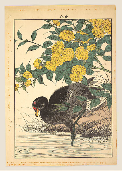 Cormorant and Kerria Rose (Yamabuki), from Keinen kachō gafu (Keinen’s Flower-and-Bird Painting Manual), Imao Keinen 今尾景年 (Japanese, 1845–1924), Woodblock print; ink and color on paper, Japan 