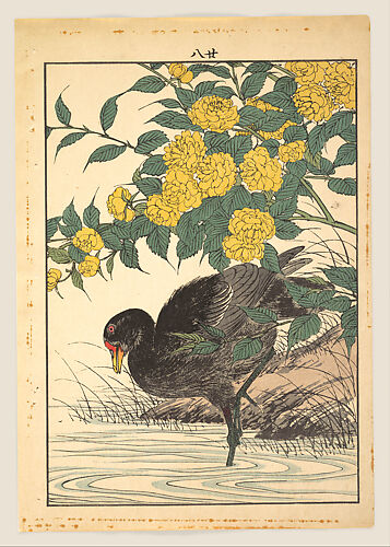 Cormorant and Kerria Rose (Yamabuki), from Keinen kachō gafu (Keinen’s Flower-and-Bird Painting Manual)