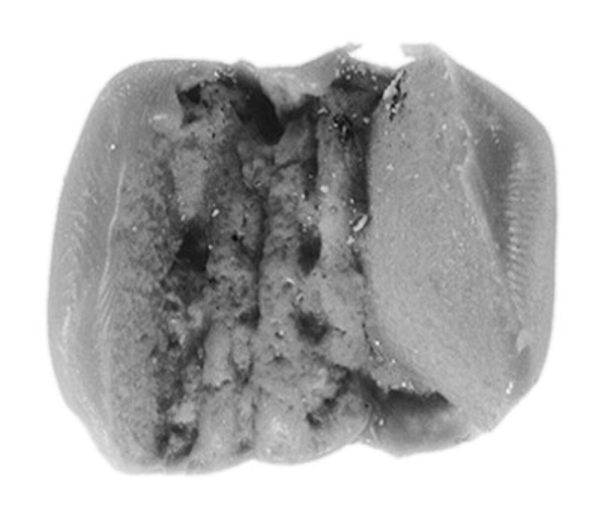 Sealing, Mud