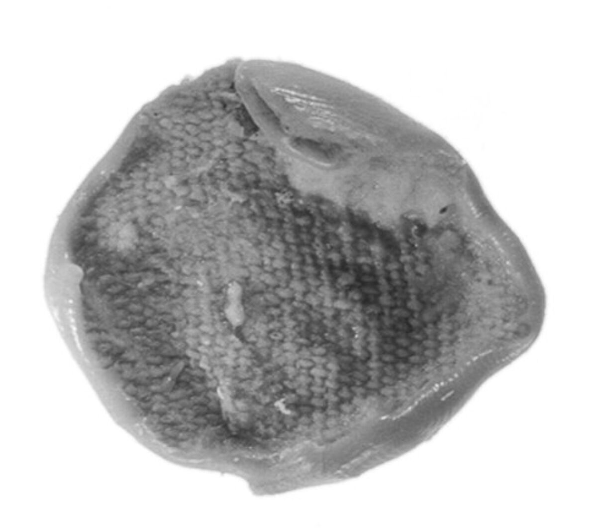 Sealing, Mud