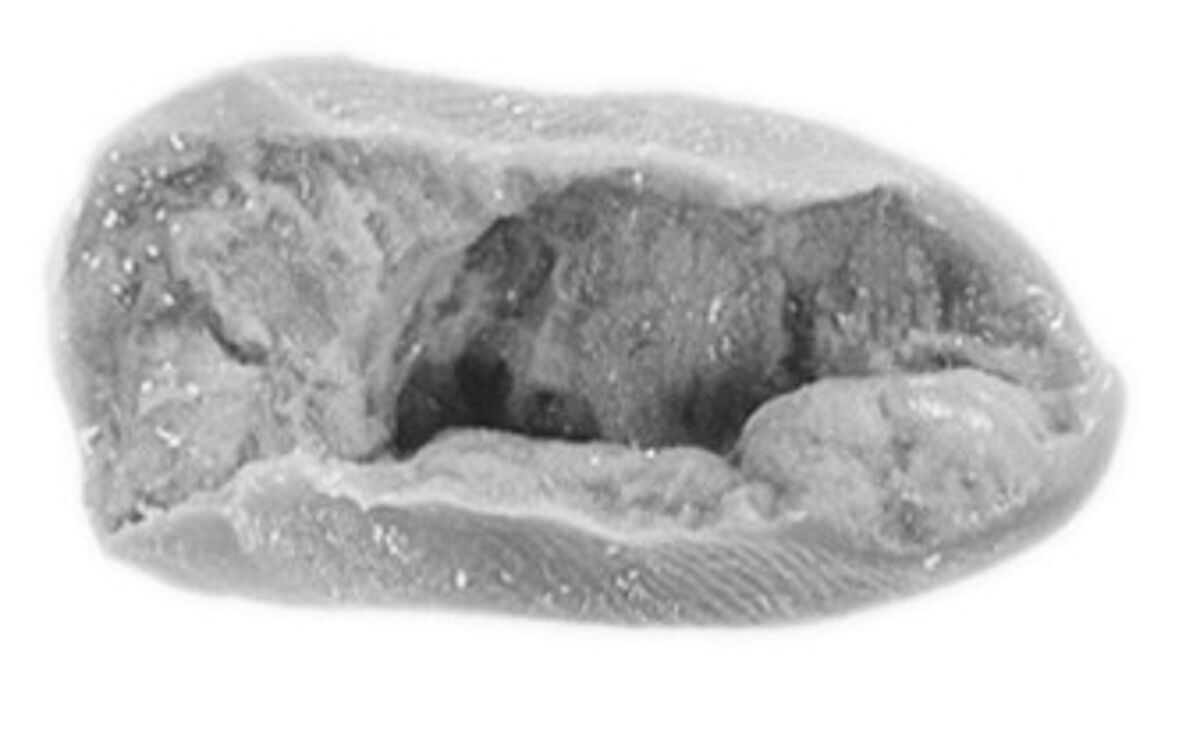 Sealing, Mud