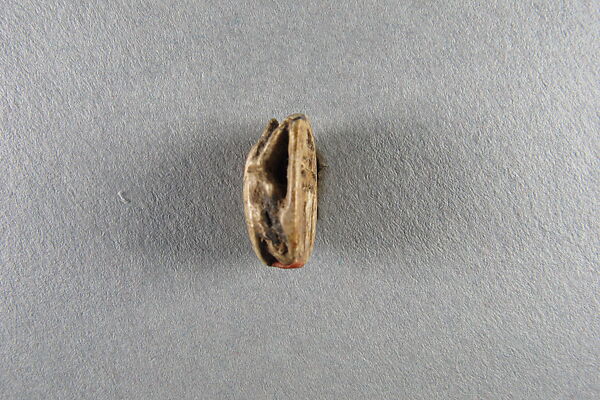 Scarab inscribed with the name of Unis, Glazed steatite
