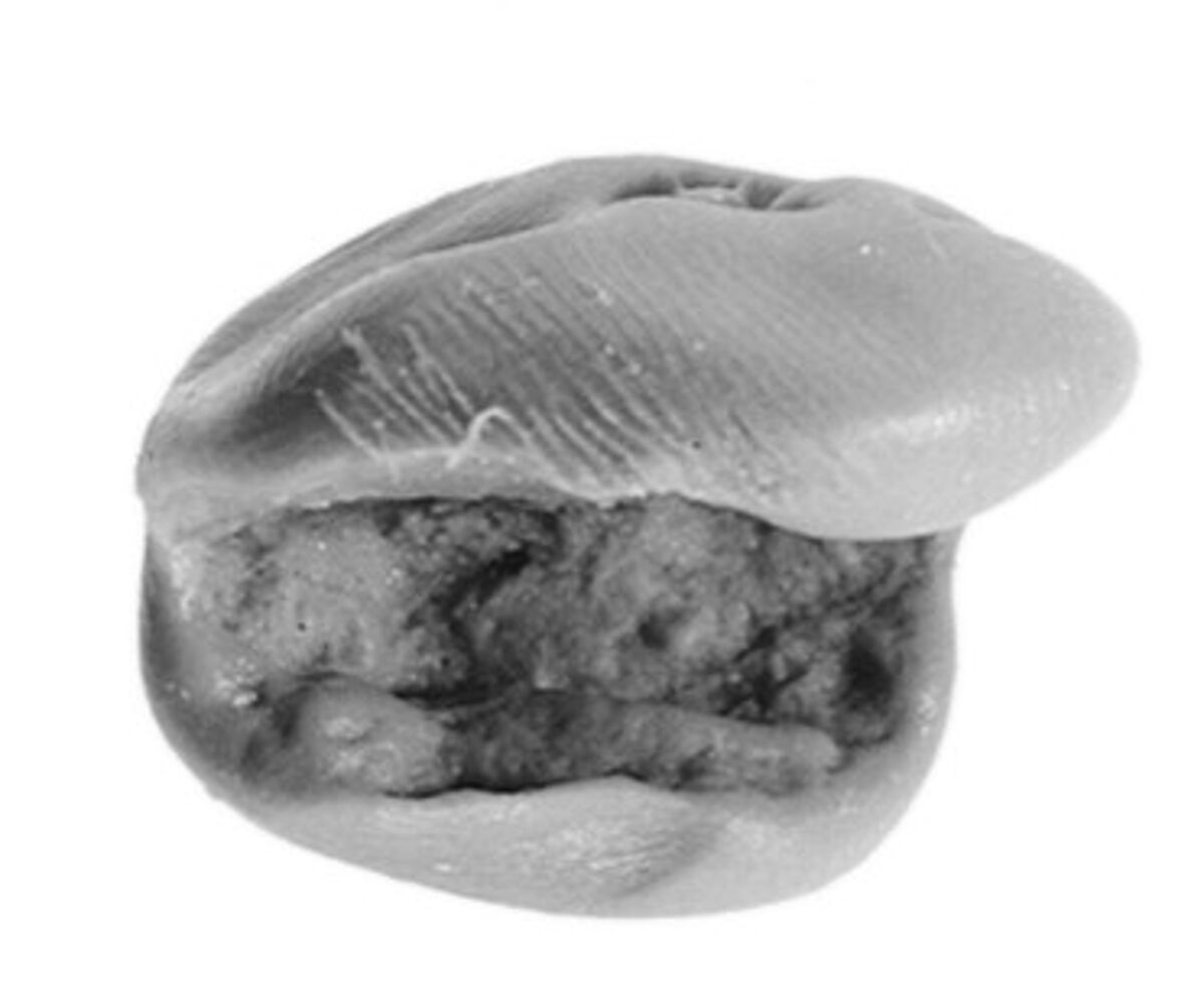 Sealing, Clay (unfired)