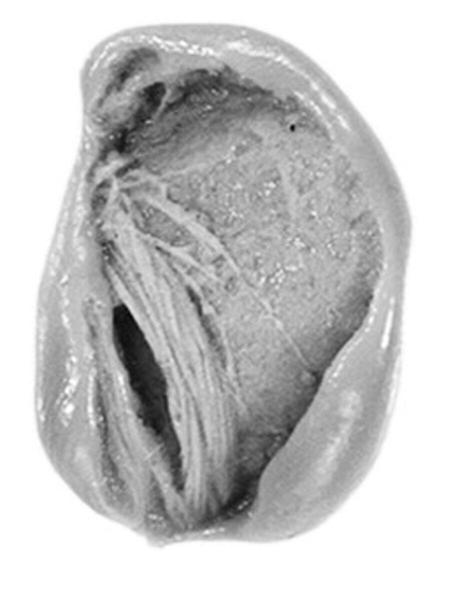 Sealing, Clay (unfired)