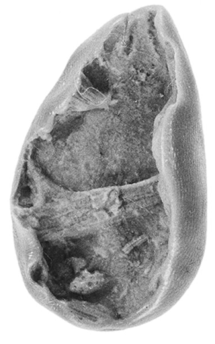 Sealing fragment, Clay (unfired)