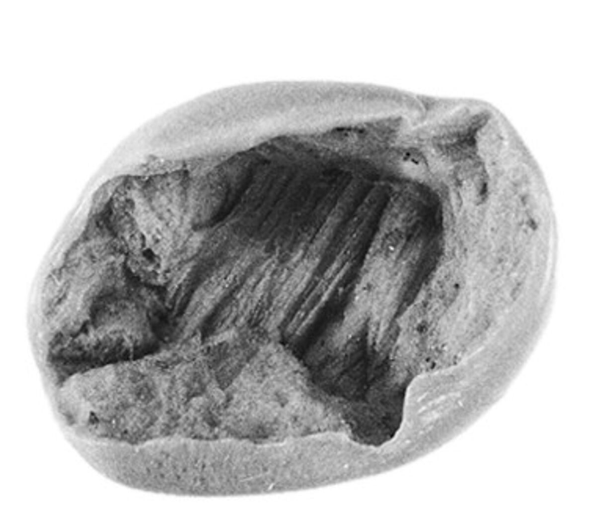 Sealing, Clay (unfired)