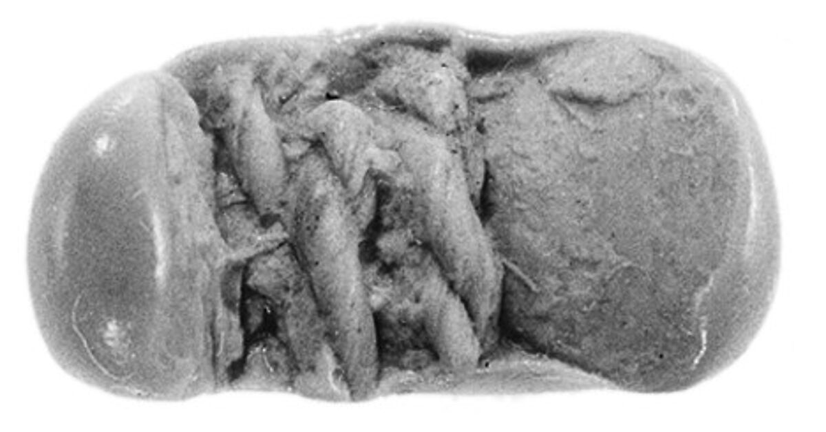 Sealing fragment, Clay (unfired)