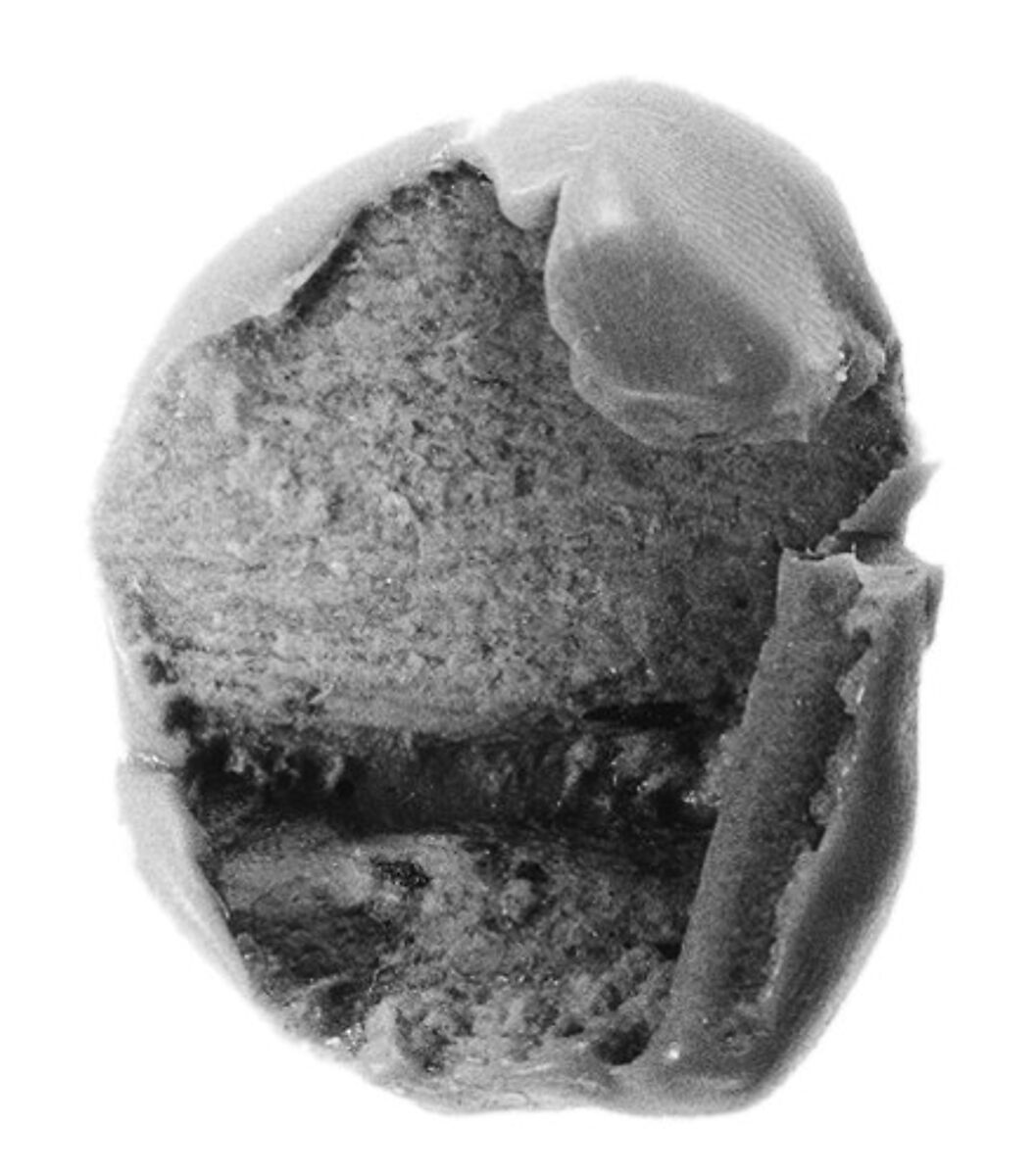 Sealing fragment, Clay (unfired)