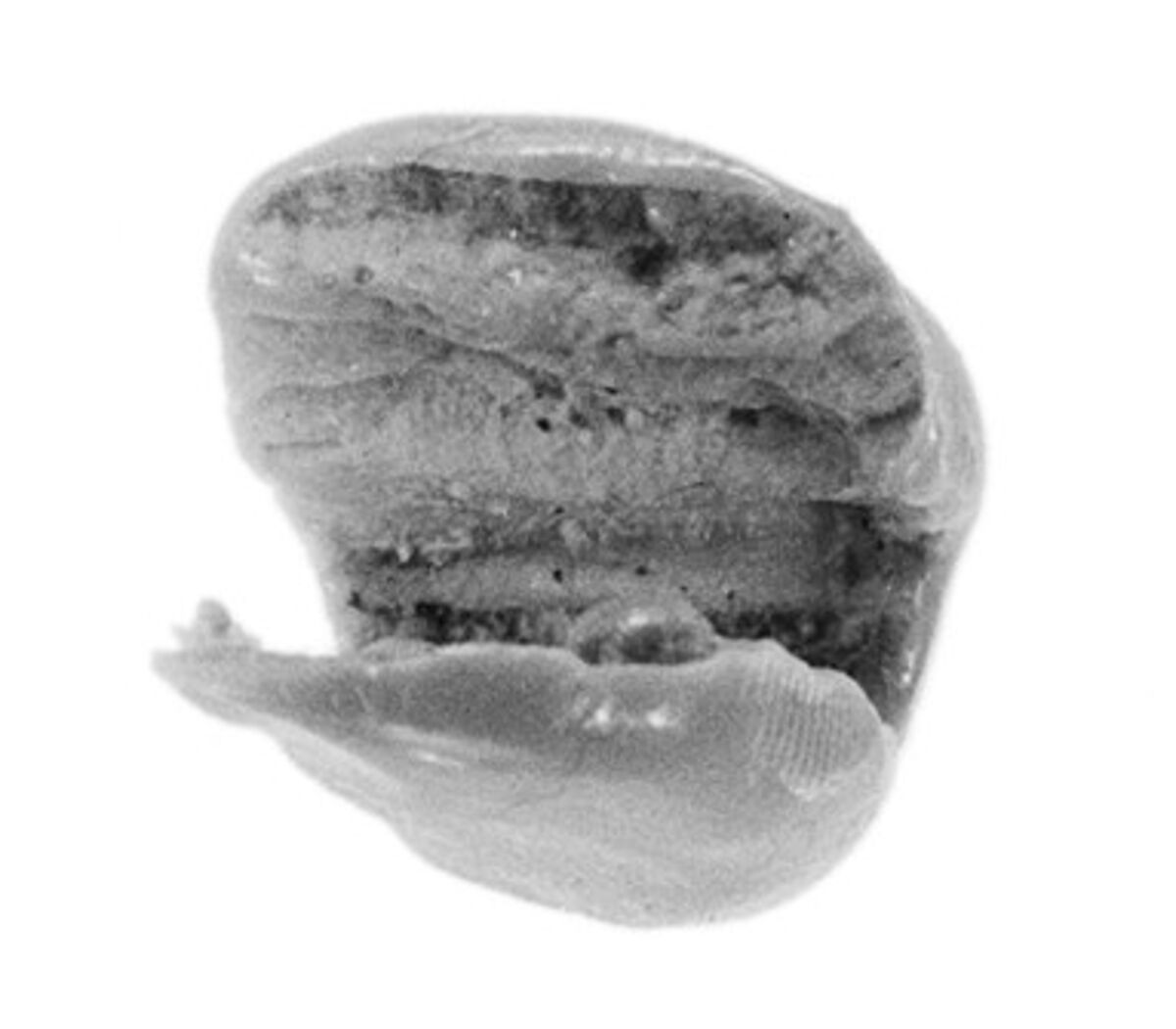 Sealing fragment, Clay (unfired)