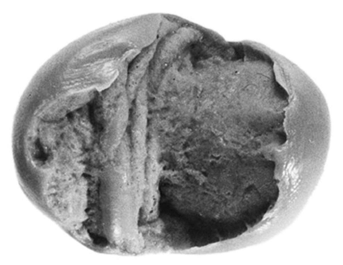 Sealing, Clay (unfired)
