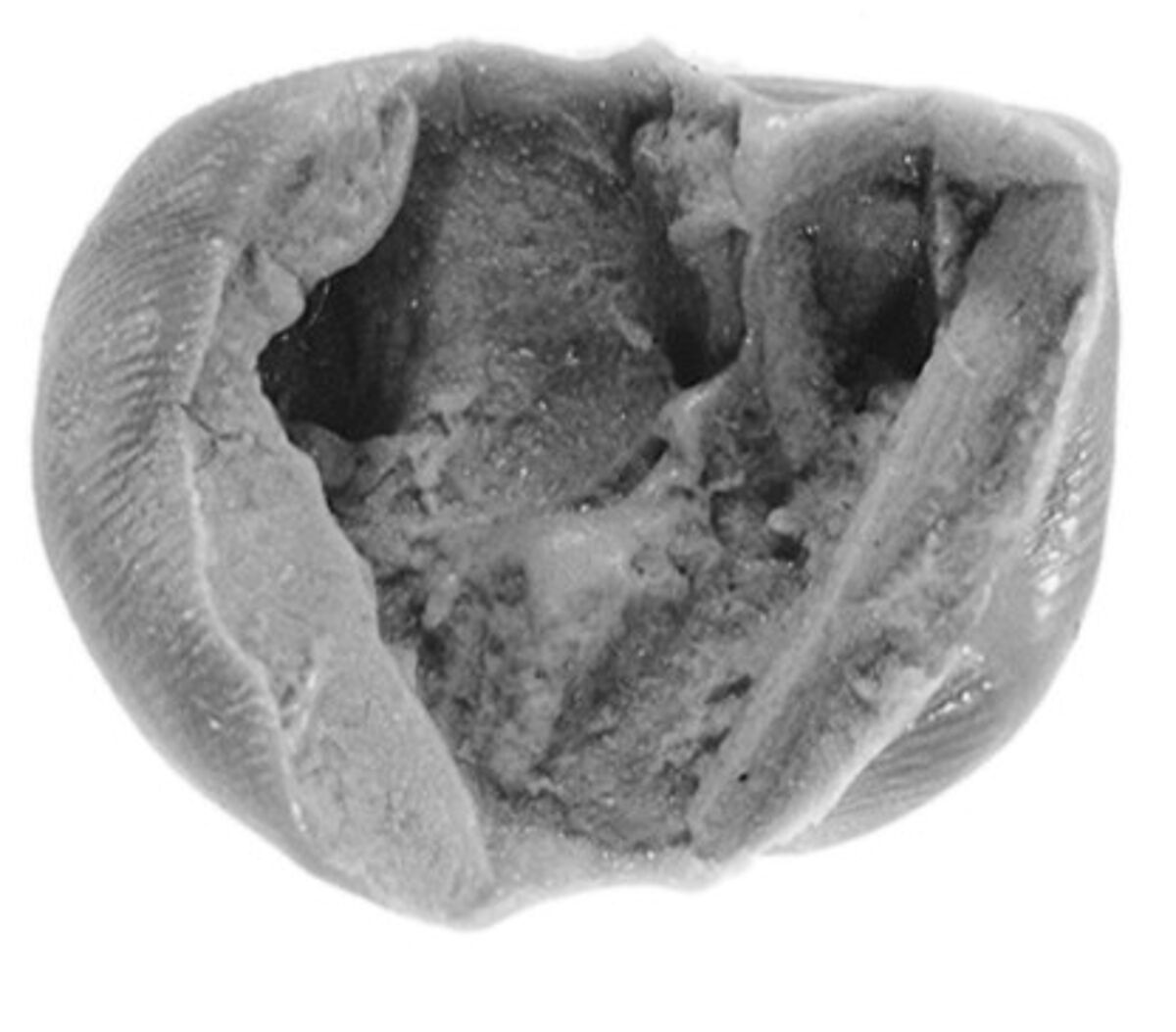 Sealing, Clay (unfired)