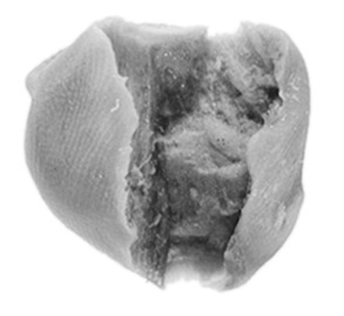 Sealing, Clay (unfired)