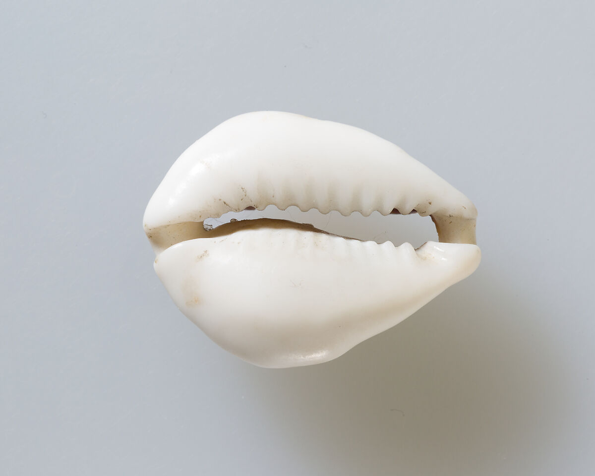 Cowrie shell, Shell 