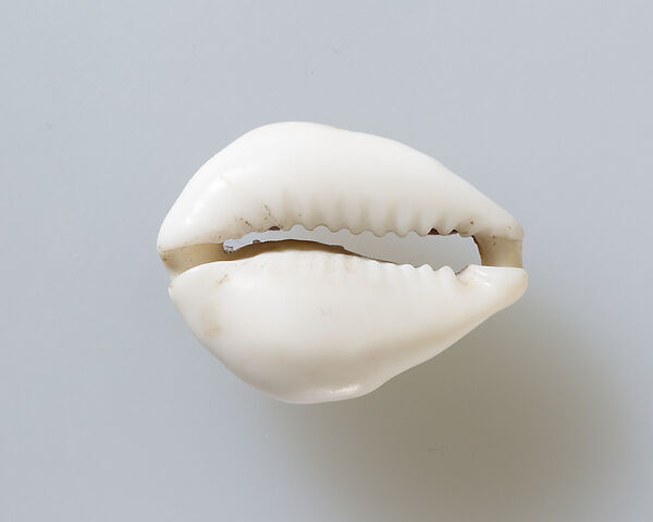 Cowrie shell