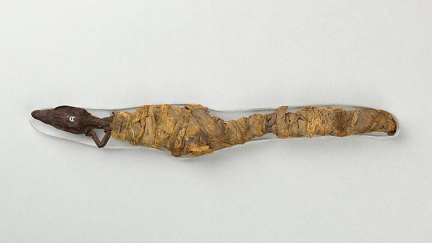 Sacred animal mummy of crocodile