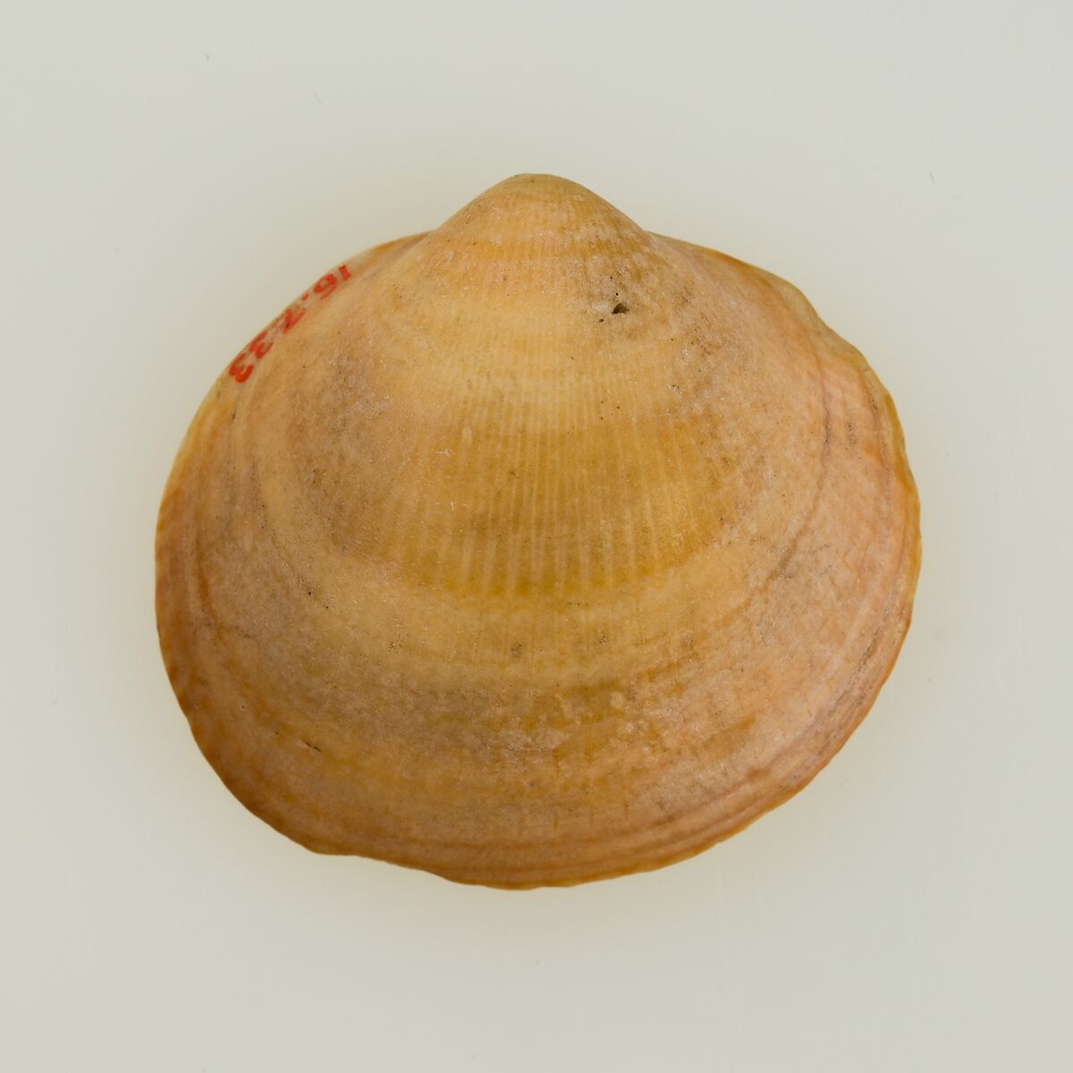 Shell pendant or bead, Shell 