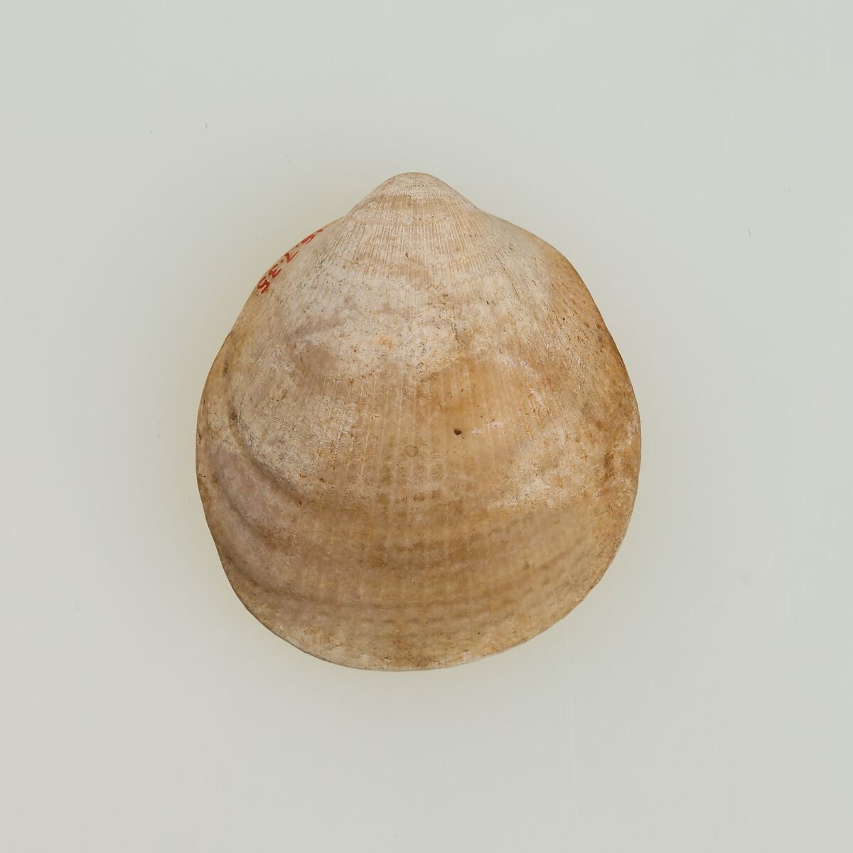 Shell pendant or bead, Shell 