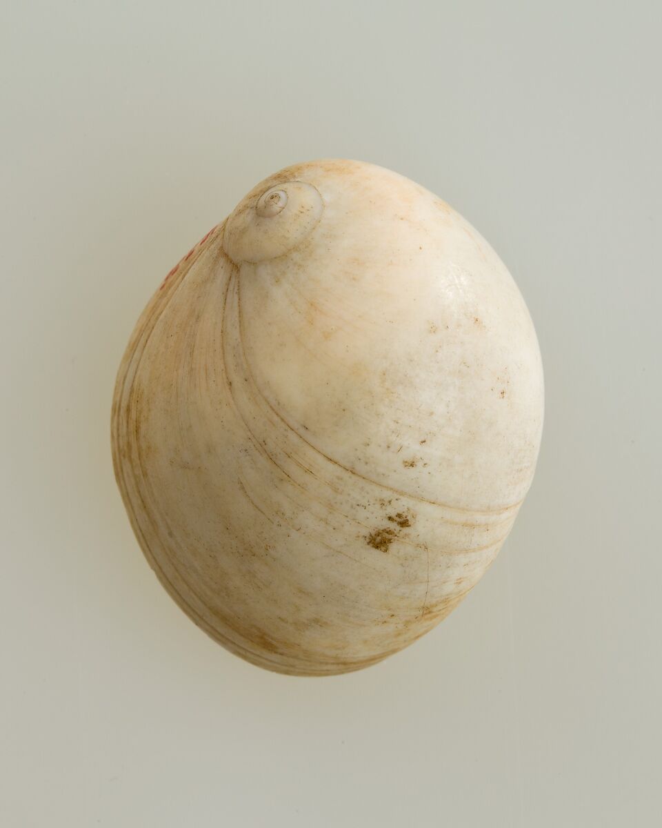 Shell pendant or bead, Shell 