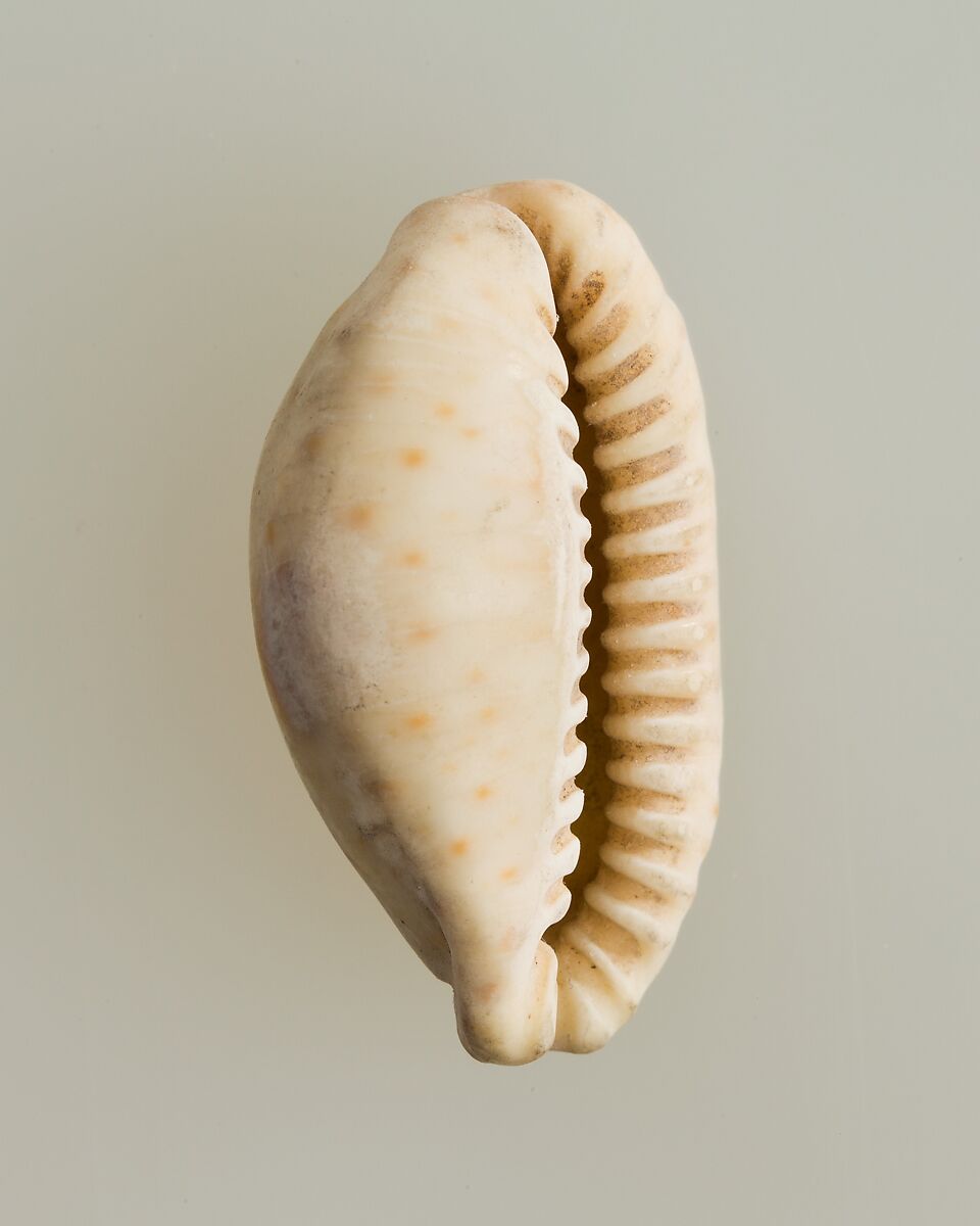 Shell pendant or bead, Shell 