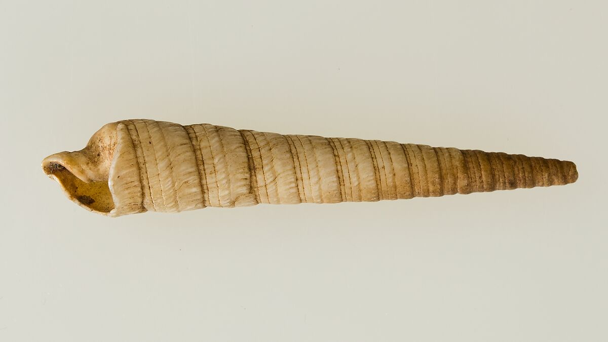 Shell pendant or bead, Shell