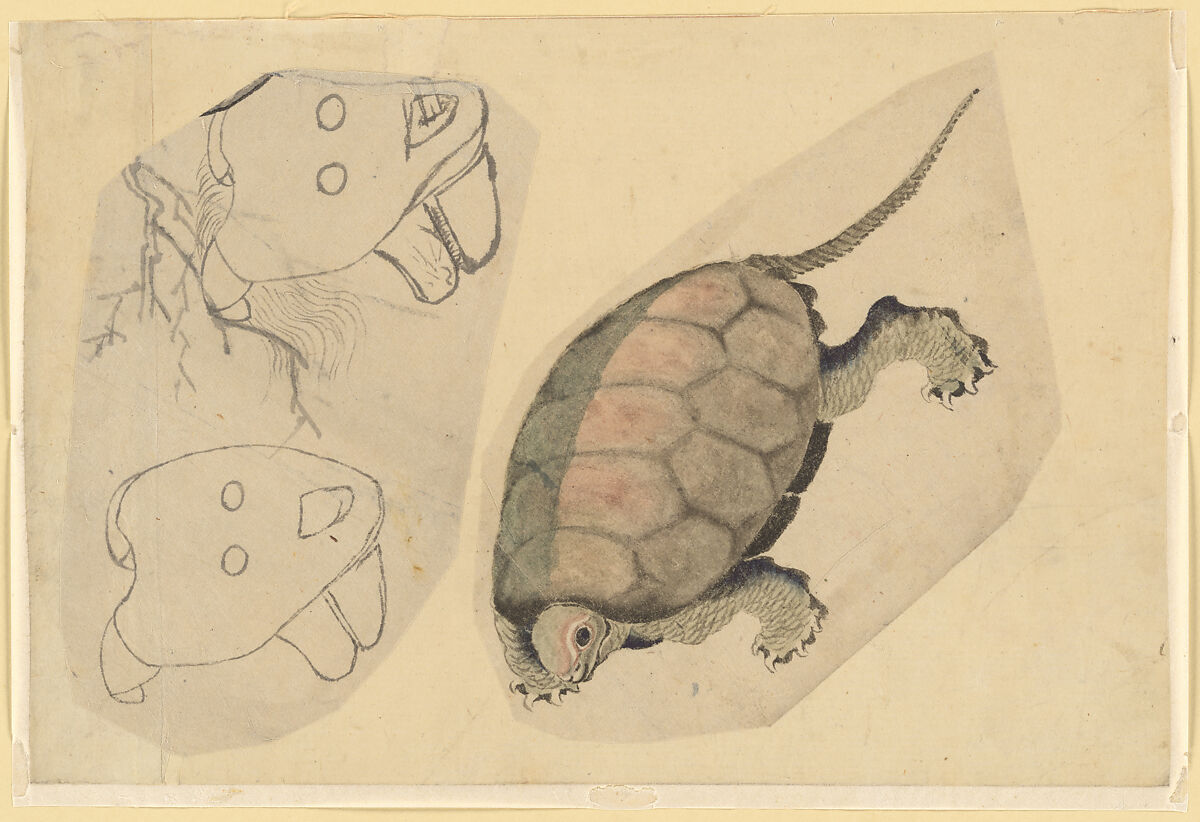 Two Sketches: One of a Turtle, the Other of Two Unidentified Objects, Attributed to Katsushika Hokusai (Japanese, Tokyo (Edo) 1760–1849 Tokyo (Edo)), Ink and color on paper, Japan 