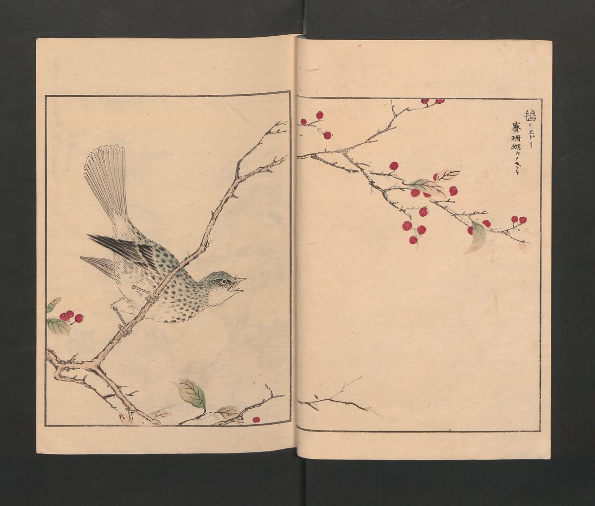 Picture Album of Various Birds (Shūchō gafu)  聚鳥畫譜, Numata Kashū 沼田荷舟 (Japanese, 1838–1901), Polychrome woodblock printed book; ink and color on paper, Japan