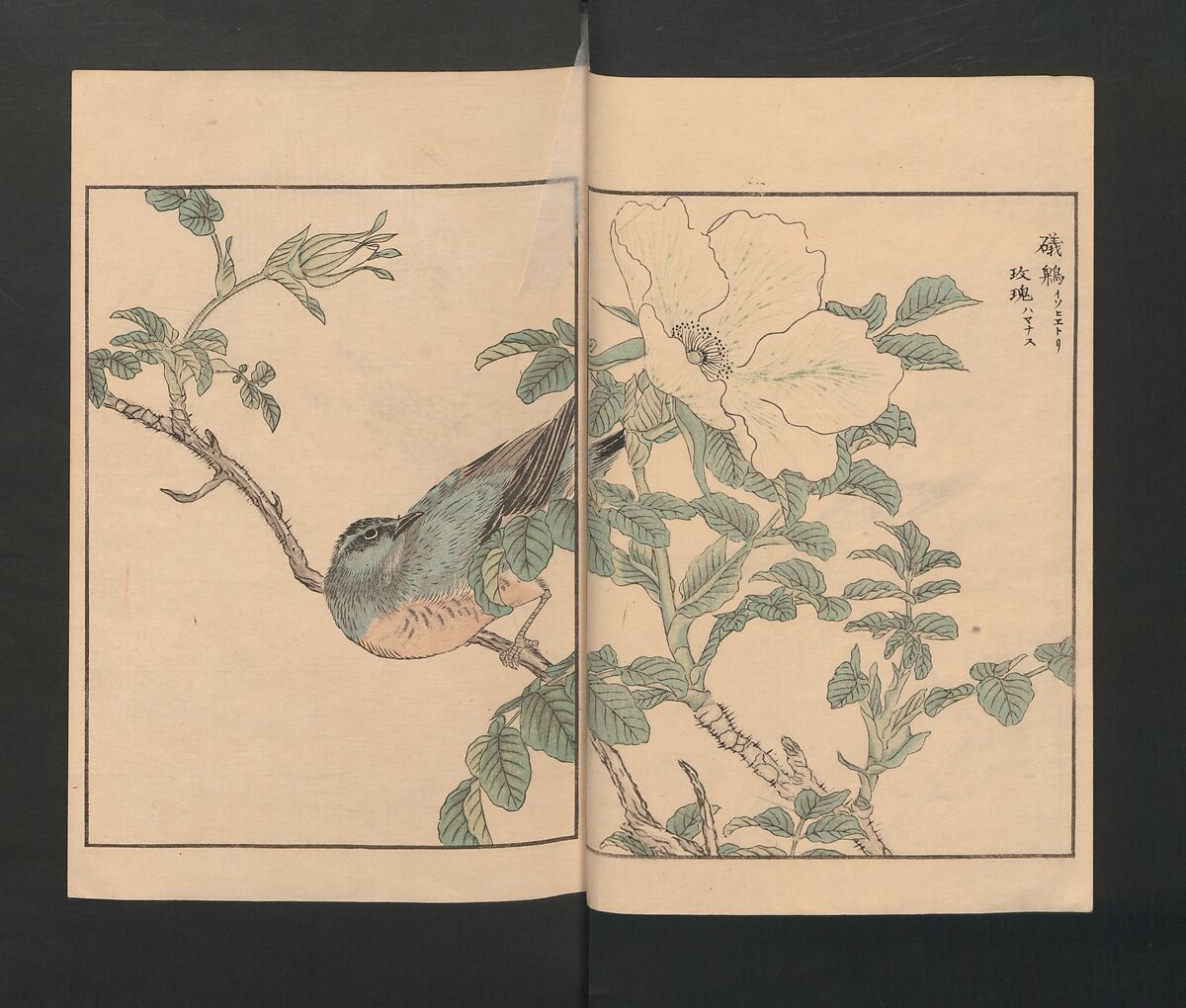 Picture Album of Various Birds (Shūchō gafu)  聚鳥畫譜, Numata Kashū 沼田荷舟 (Japanese, 1838–1901), Polychrome woodblock printed book; ink and color on paper, Japan
