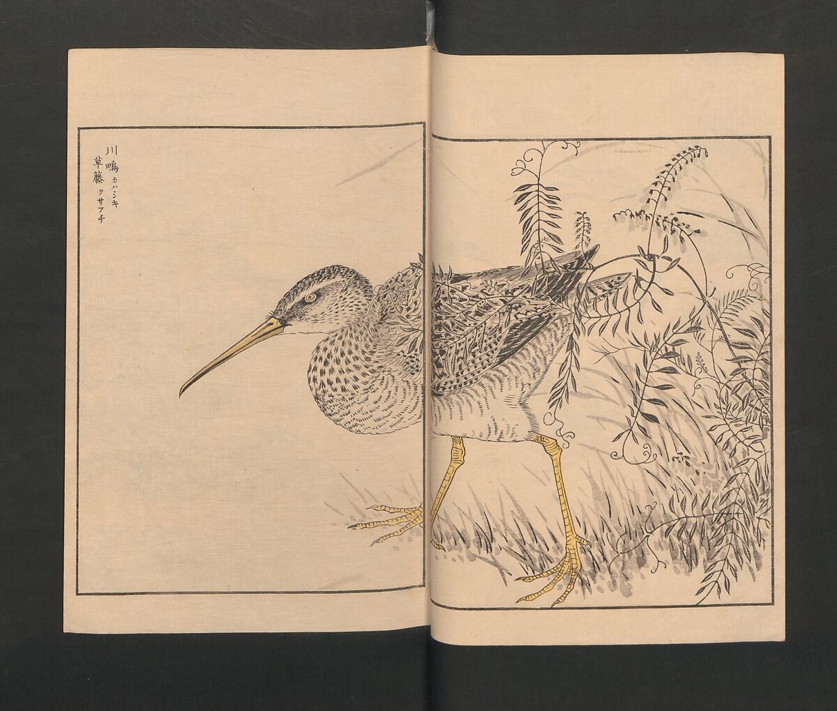 Picture Album of Various Birds (Shūchō gafu)  聚鳥畫譜, Numata Kashū 沼田荷舟 (Japanese, 1838–1901), Polychrome woodblock printed book; ink and color on paper, Japan