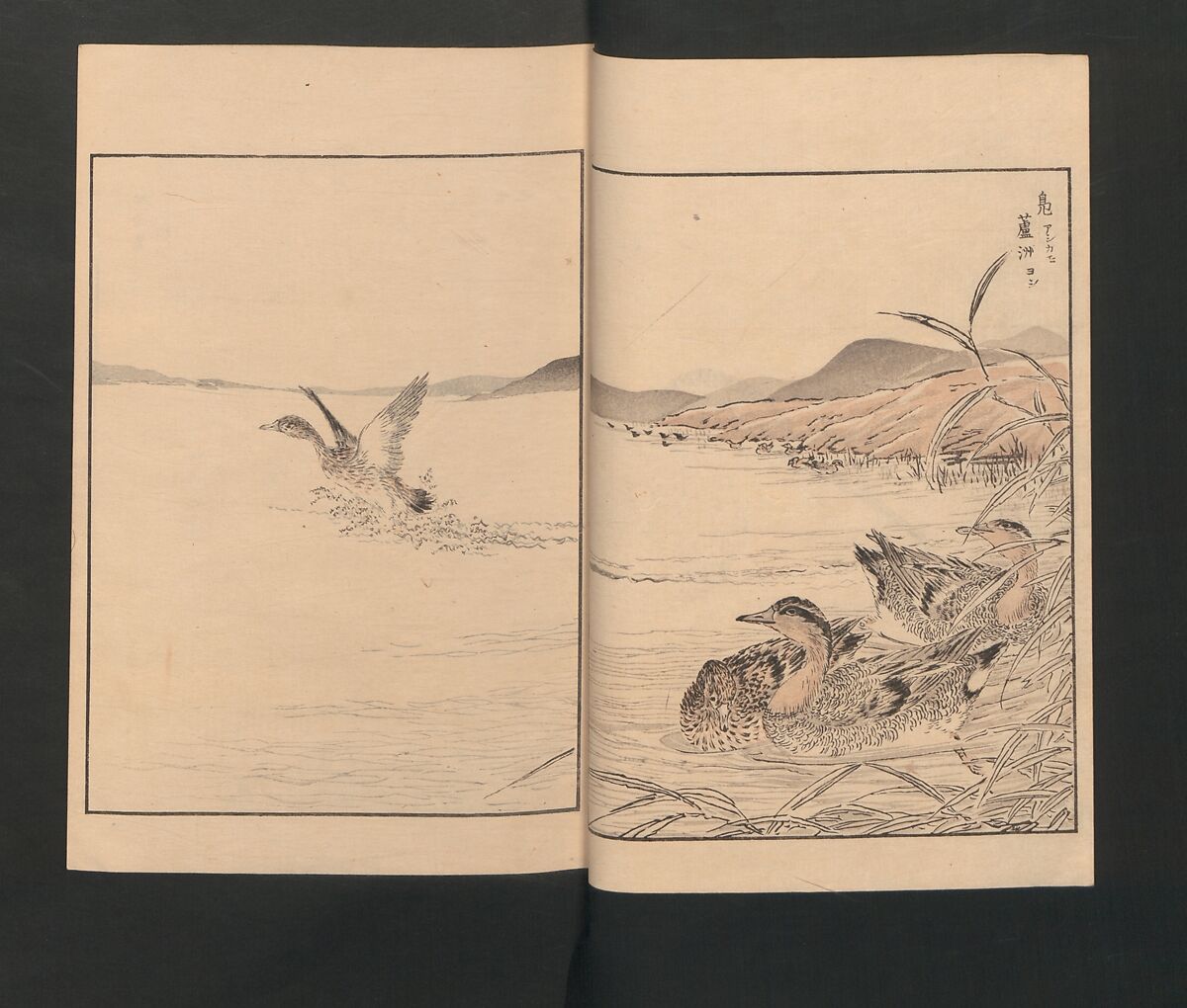 Picture Album of Various Birds (Shūchō gafu)  聚鳥畫譜, Numata Kashū 沼田荷舟 (Japanese, 1838–1901), Polychrome woodblock printed book; ink and color on paper, Japan