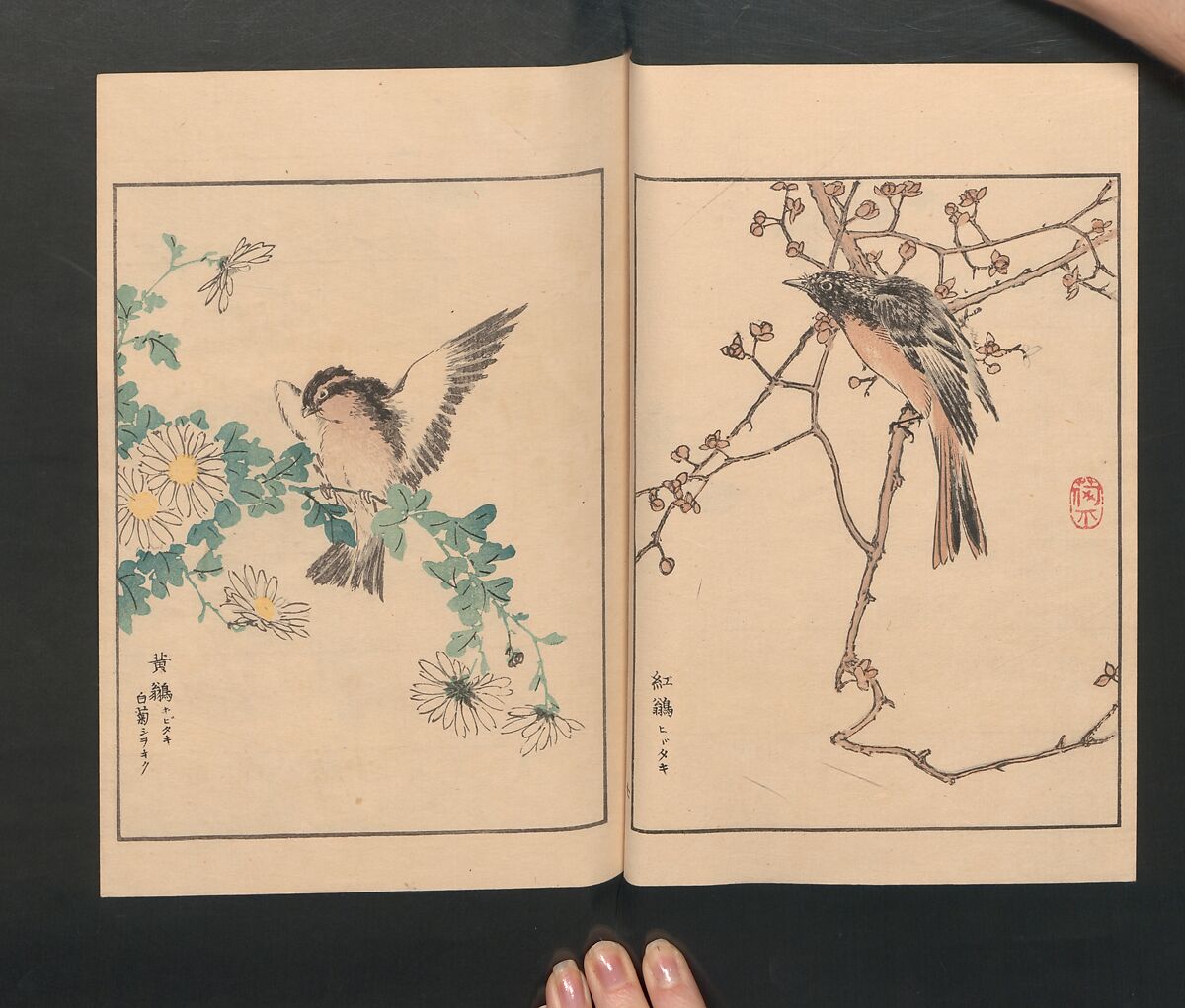 Picture Album of Various Birds (Shūchō gafu)  聚鳥畫譜, Numata Kashū 沼田荷舟 (Japanese, 1838–1901), Polychrome woodblock printed book; ink and color on paper, Japan
