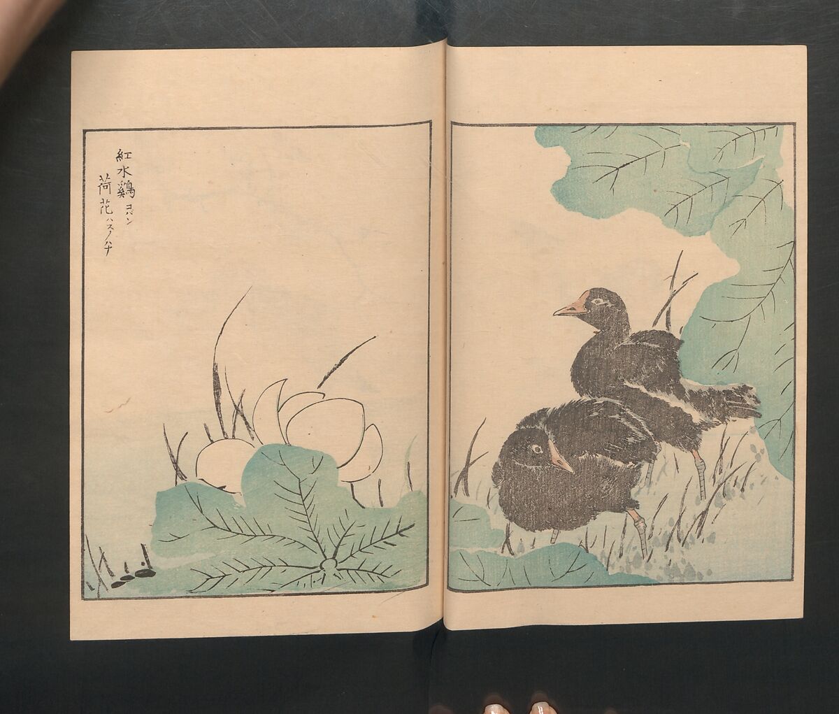 Picture Album of Various Birds (Shūchō gafu)  聚鳥畫譜, Numata Kashū 沼田荷舟 (Japanese, 1838–1901), Polychrome woodblock printed book; ink and color on paper, Japan
