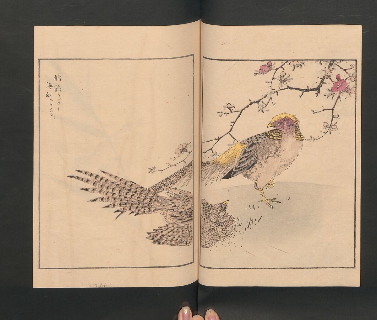 Picture Album of Various Birds (Shūchō gafu)  聚鳥畫譜, Numata Kashū 沼田荷舟 (Japanese, 1838–1901), Polychrome woodblock printed book; ink and color on paper, Japan