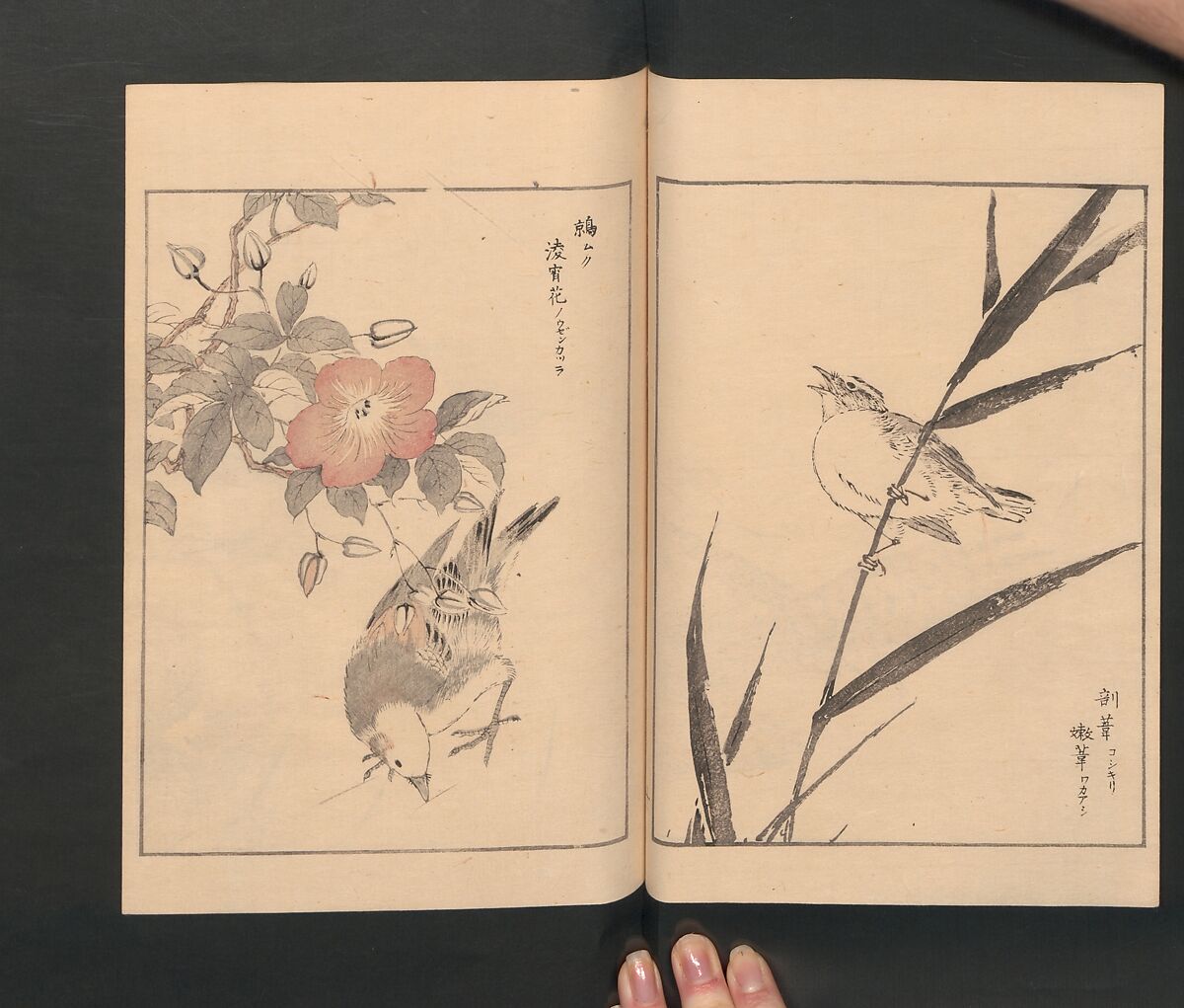 Picture Album of Various Birds (Shūchō gafu)  聚鳥畫譜, Numata Kashū 沼田荷舟 (Japanese, 1838–1901), Polychrome woodblock printed book; ink and color on paper, Japan