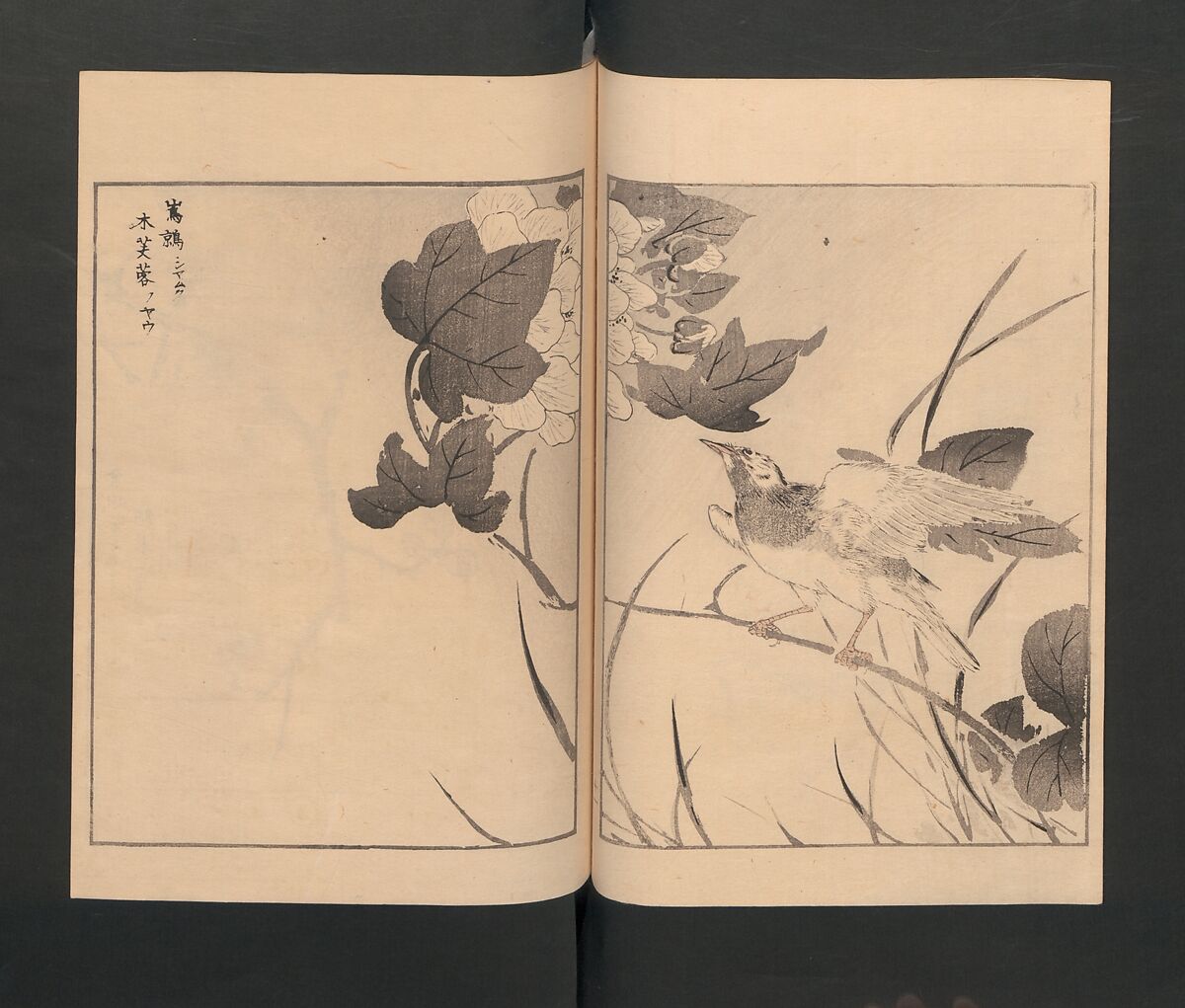 Picture Album of Various Birds (Shūchō gafu)  聚鳥畫譜, Numata Kashū 沼田荷舟 (Japanese, 1838–1901), Polychrome woodblock printed book; ink and color on paper, Japan
