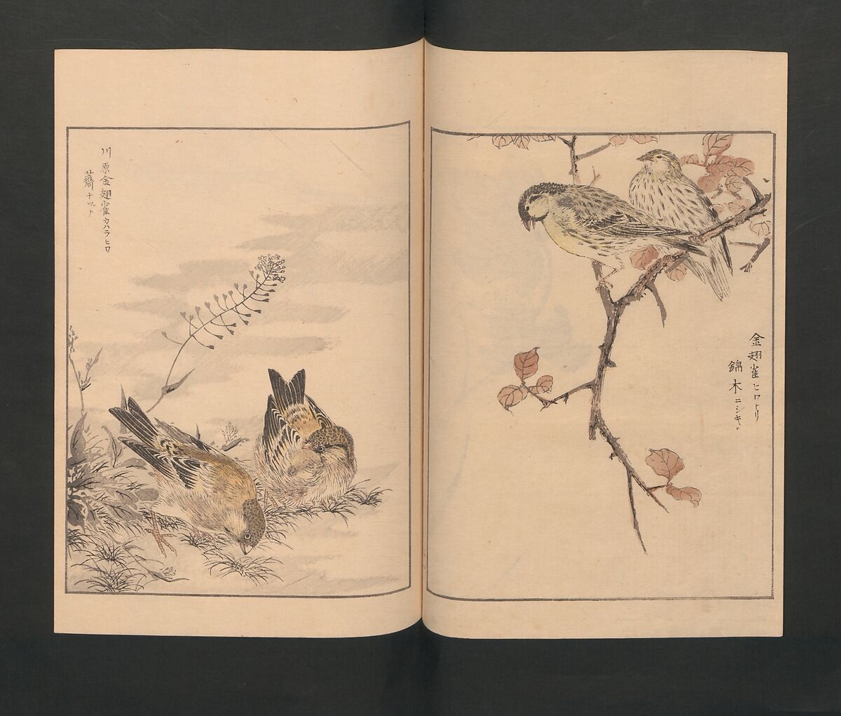 Picture Album of Various Birds (Shūchō gafu)  聚鳥畫譜, Numata Kashū 沼田荷舟 (Japanese, 1838–1901), Polychrome woodblock printed book; ink and color on paper, Japan