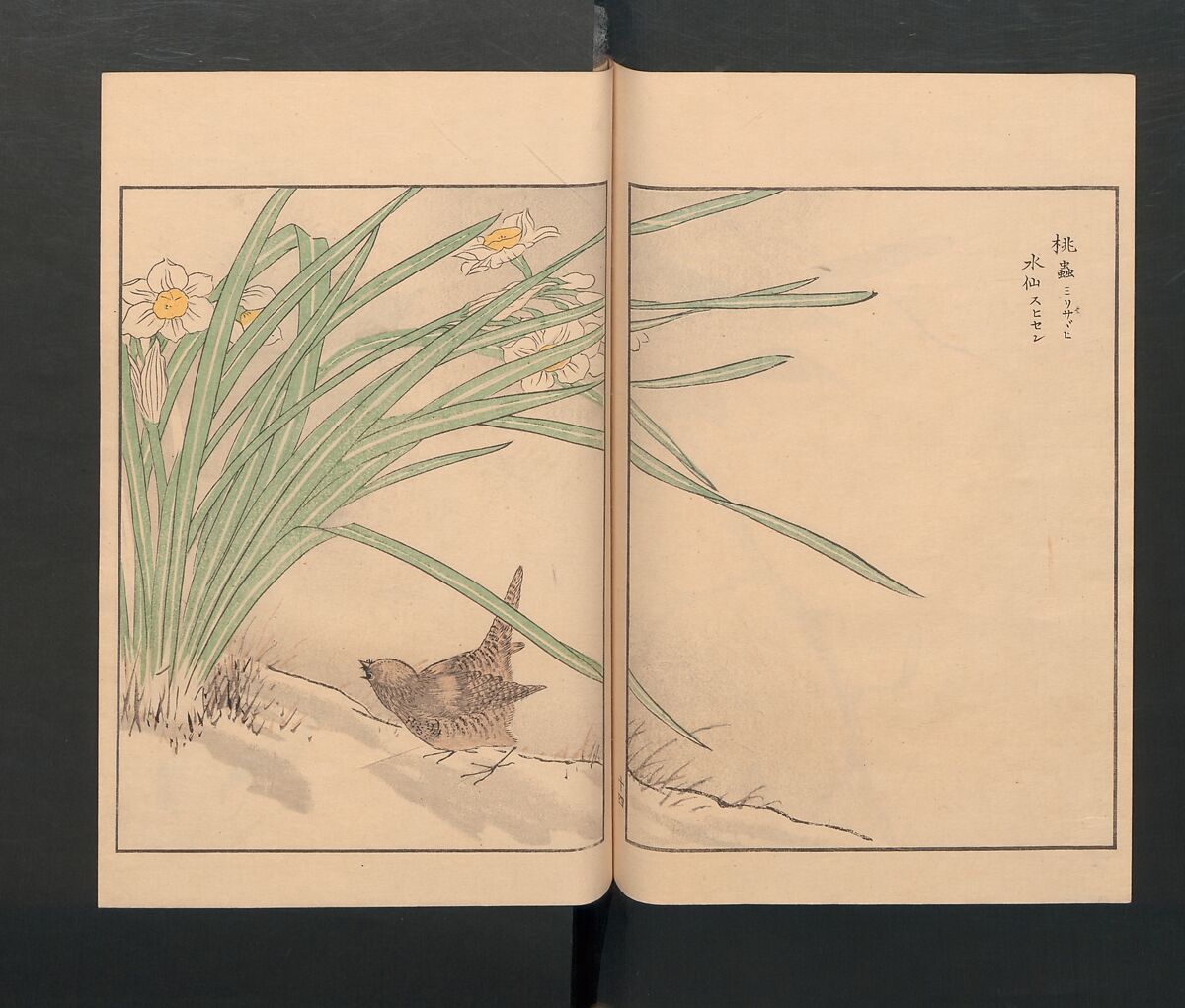 Picture Album of Various Birds (Shūchō gafu)  聚鳥畫譜, Numata Kashū 沼田荷舟 (Japanese, 1838–1901), Polychrome woodblock printed book; ink and color on paper, Japan