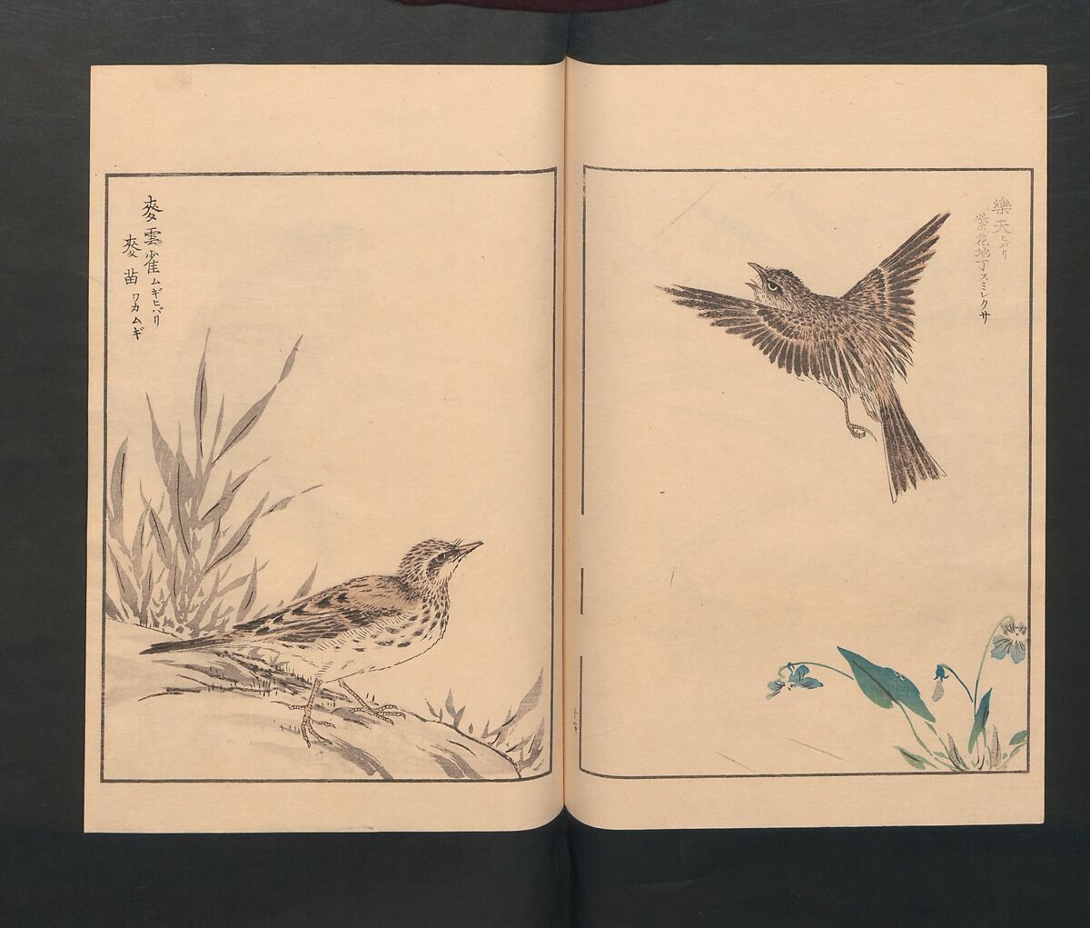 Picture Album of Various Birds (Shūchō gafu)  聚鳥畫譜, Numata Kashū 沼田荷舟 (Japanese, 1838–1901), Polychrome woodblock printed book; ink and color on paper, Japan