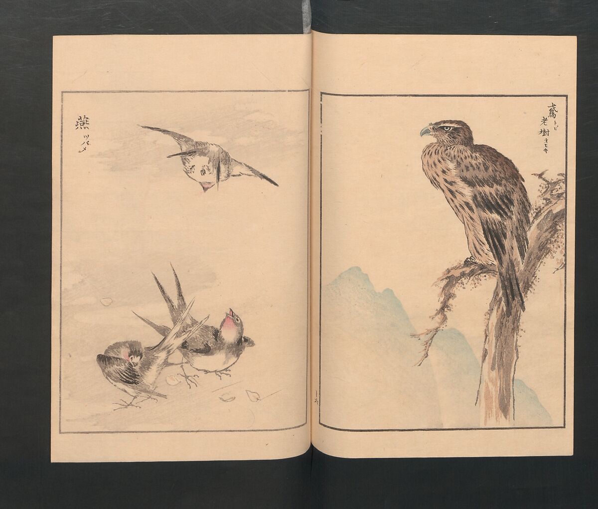 Picture Album of Various Birds (Shūchō gafu)  聚鳥畫譜, Numata Kashū 沼田荷舟 (Japanese, 1838–1901), Polychrome woodblock printed book; ink and color on paper, Japan