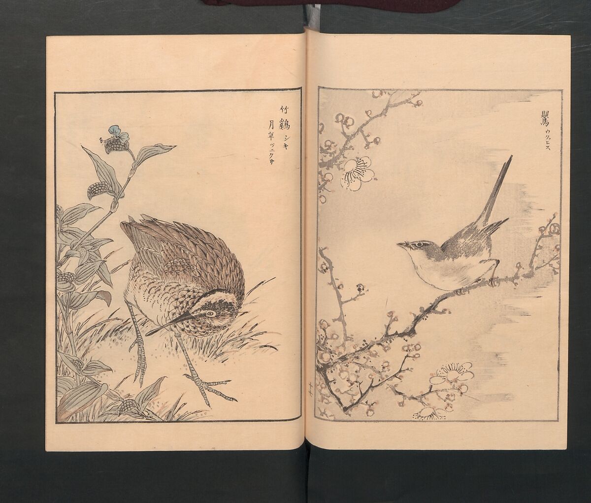 Picture Album of Various Birds (Shūchō gafu)  聚鳥畫譜, Numata Kashū 沼田荷舟 (Japanese, 1838–1901), Polychrome woodblock printed book; ink and color on paper, Japan
