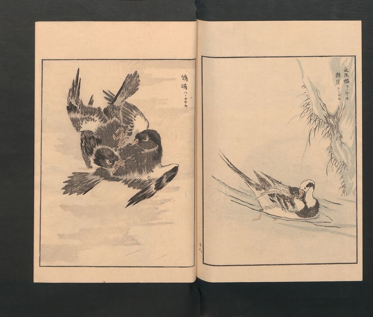Picture Album of Various Birds (Shūchō gafu)  聚鳥畫譜, Numata Kashū 沼田荷舟 (Japanese, 1838–1901), Polychrome woodblock printed book; ink and color on paper, Japan