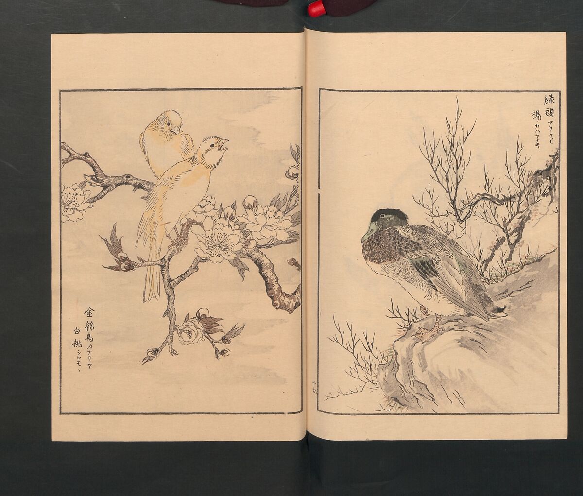 Picture Album of Various Birds (Shūchō gafu)  聚鳥畫譜, Numata Kashū 沼田荷舟 (Japanese, 1838–1901), Polychrome woodblock printed book; ink and color on paper, Japan