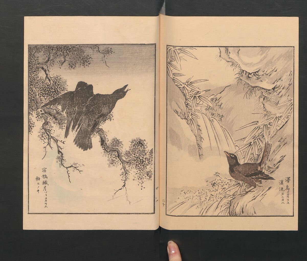 Picture Album of Various Birds (Shūchō gafu)  聚鳥畫譜, Numata Kashū 沼田荷舟 (Japanese, 1838–1901), Polychrome woodblock printed book; ink and color on paper, Japan