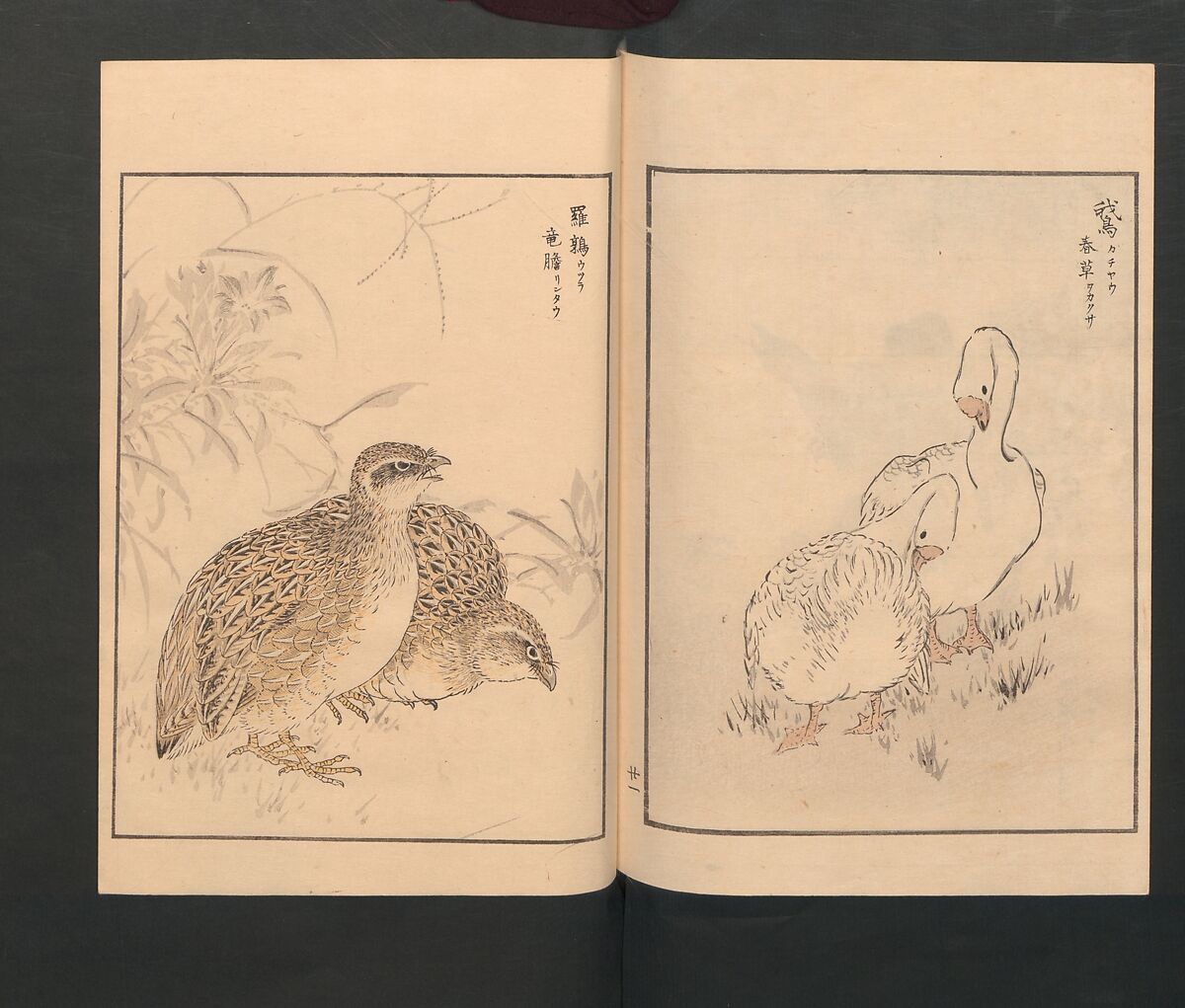 Picture Album of Various Birds (Shūchō gafu)  聚鳥畫譜, Numata Kashū 沼田荷舟 (Japanese, 1838–1901), Polychrome woodblock printed book; ink and color on paper, Japan